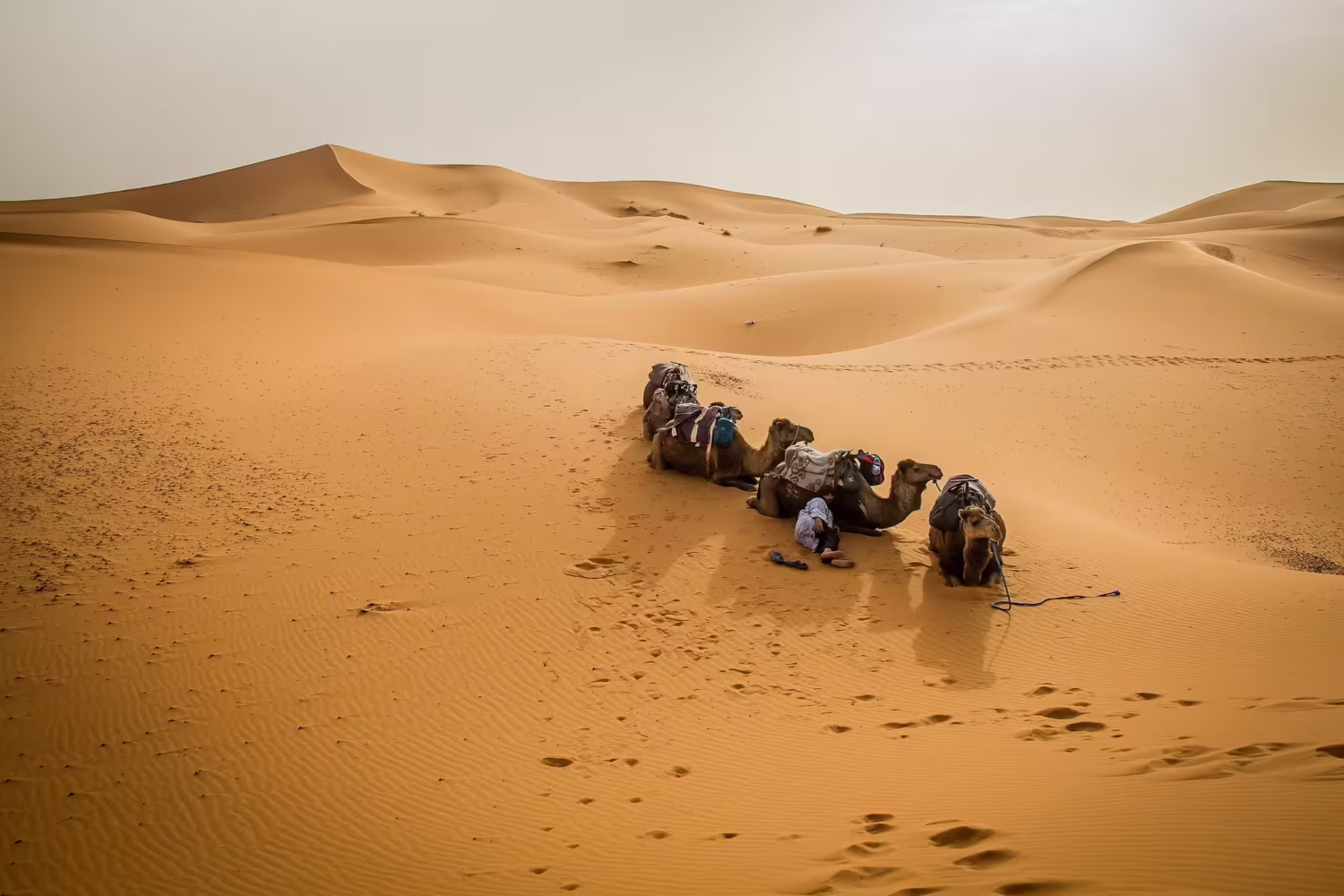 Merzouga desert